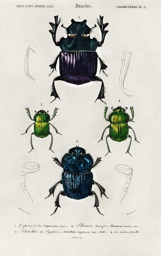 Different types of insects illustrated by Charles Dessalines D' Orbigny