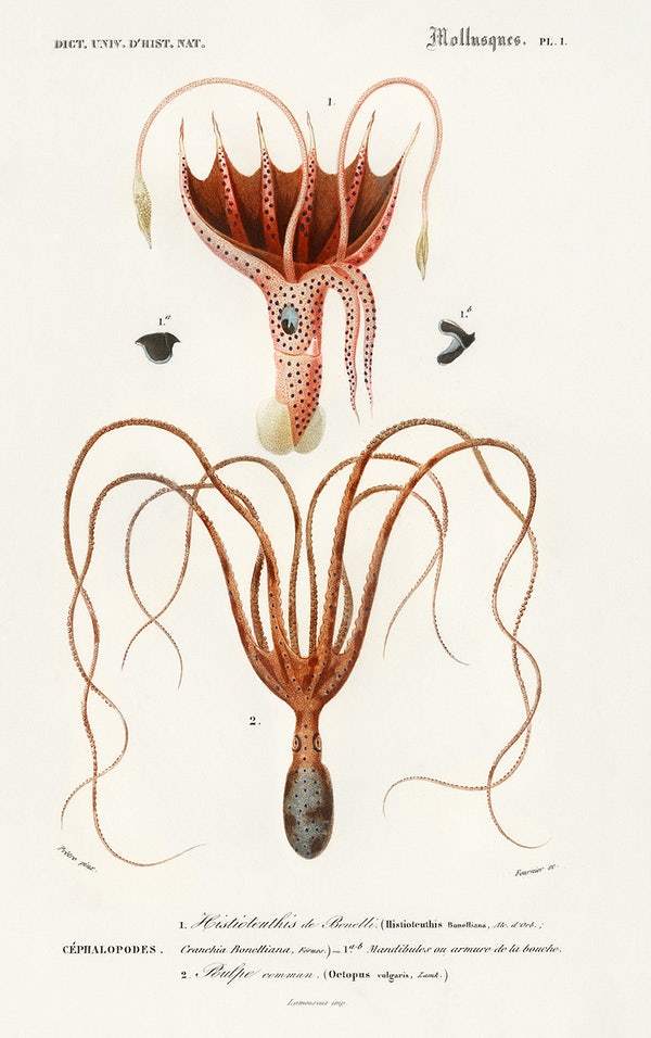 Squid and Octopus illustrated by Charles Dessalines D' Orbigny