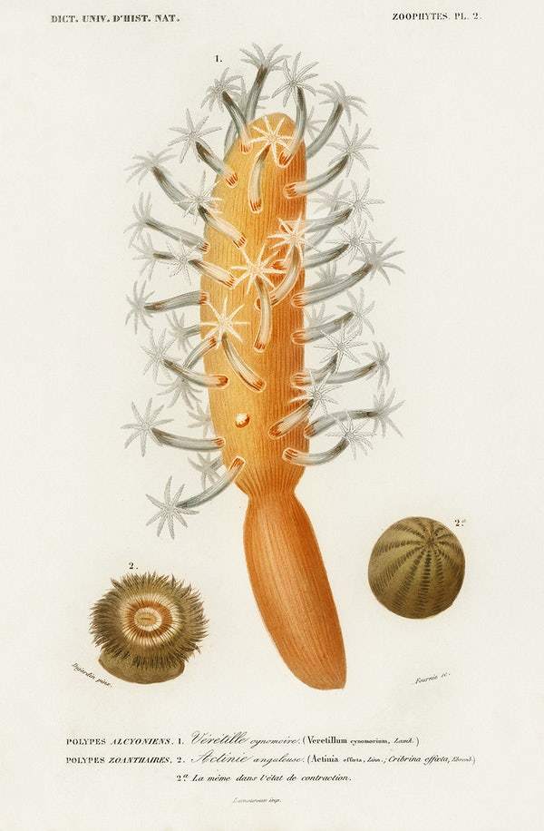 Veretillum cynomorium, sea carrot, Actinia effoeta, sea anemone illustrated by Charles Dessalines D' Orbigny