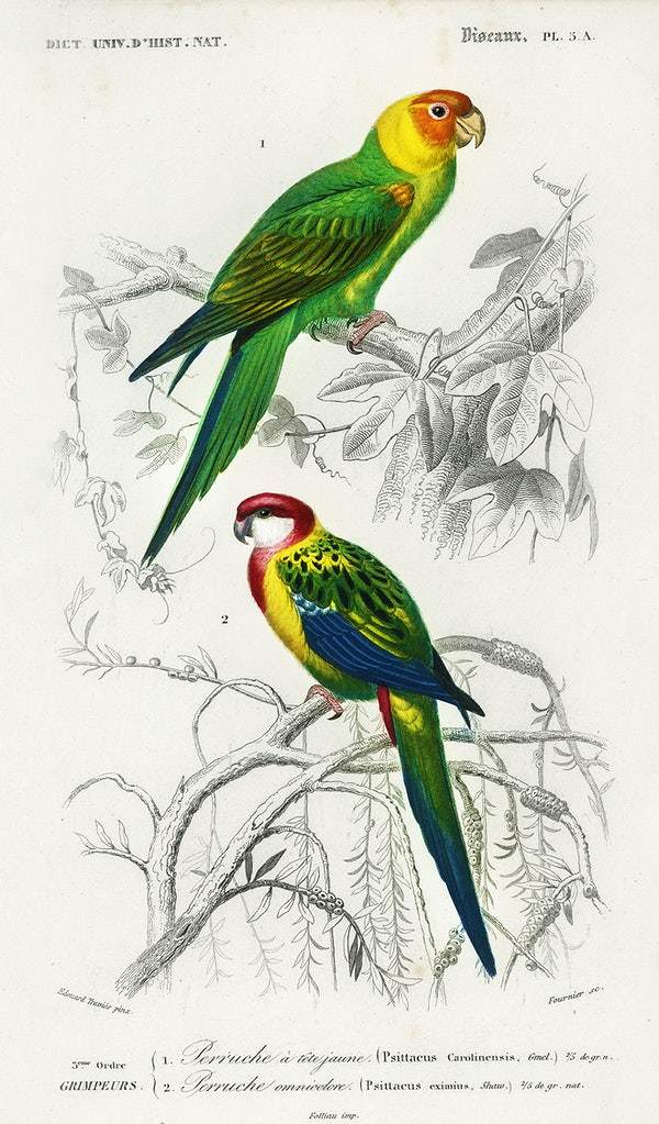 Different types of birds illustrated by Charles Dessalines D' Orbigny