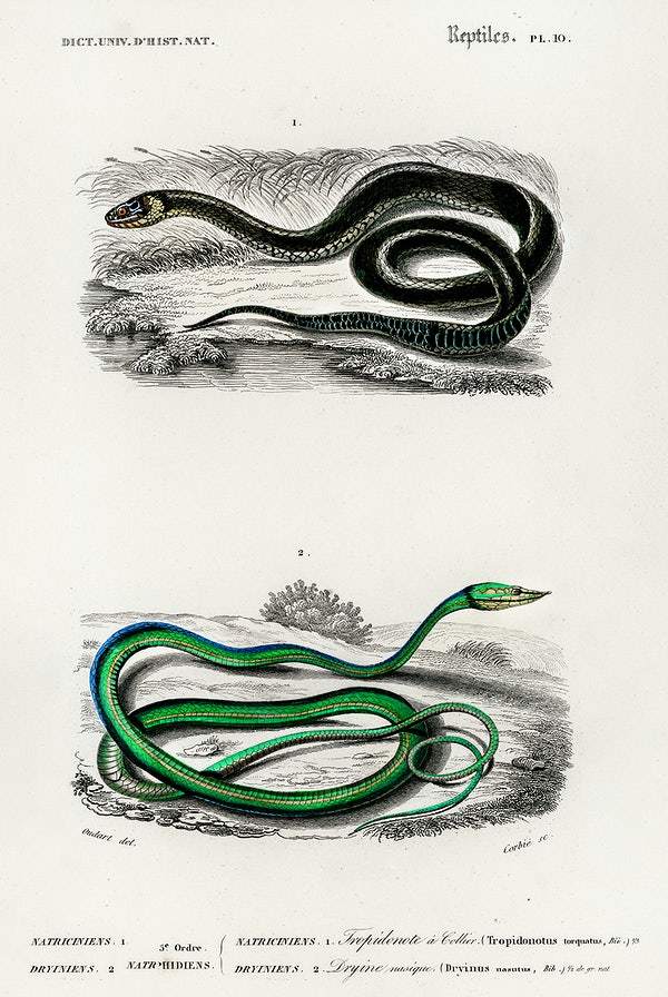 Grass Snake and the green vine snake by Charles Dessalines D' Orbignyby Charles Dessalines D' Orbigny