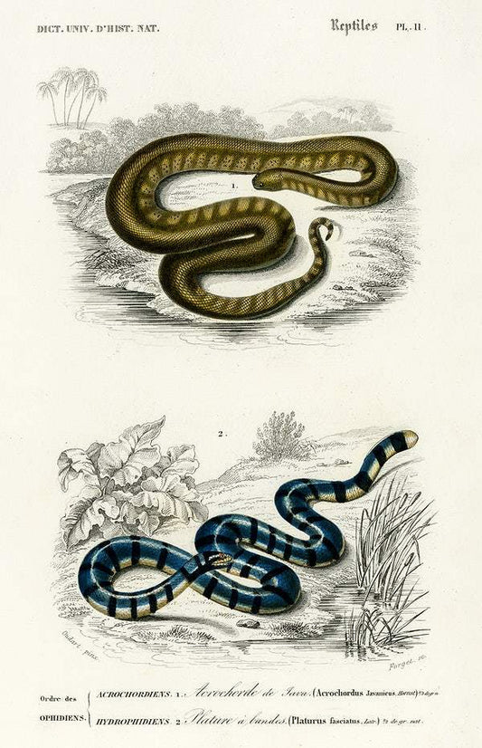 Elephant trunk snake (Acrochordus Javanicus) and Columbrine Sea Krait (Platurus Fasciatus) by Charles Dessalines D' Orbigny