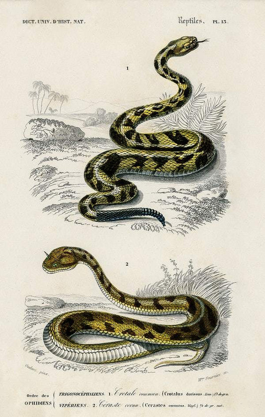 Rattlesnake (Crotale) and Saharan horned Viper (Cerastes) illustrated by Charles Dessalines D' Orbigny