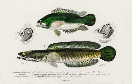 Different types of fishes illustrated by Charles Dessalines D' Orbigny