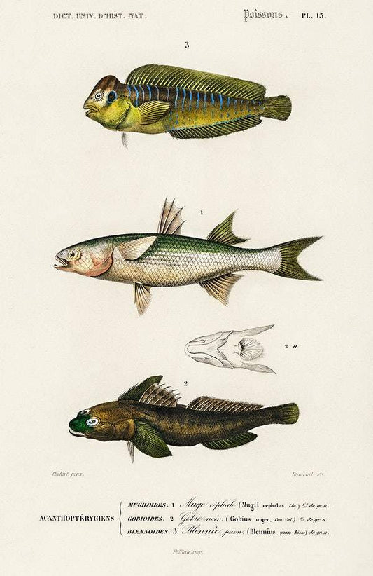 Different types of fishes illustrated by Charles Dessalines D' Orbigny