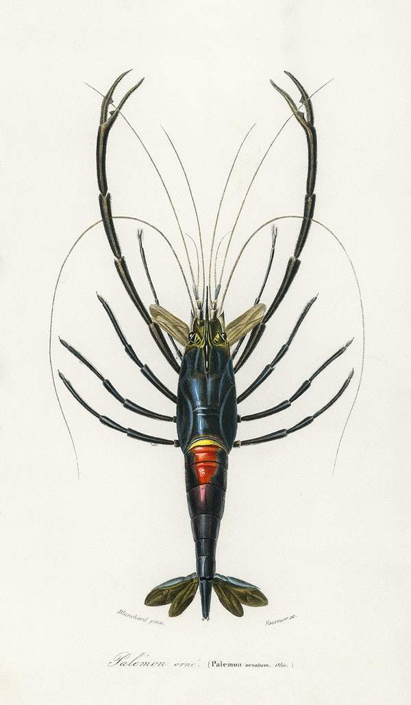 Different types of mollusks illustrated by Charles Dessalines D' Orbigny