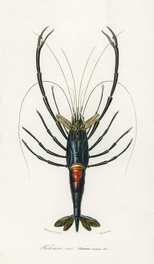 Different types of mollusks illustrated by Charles Dessalines D' Orbigny