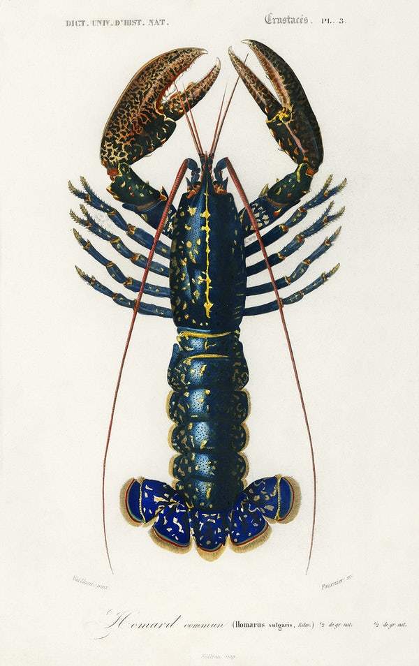 Crimson Crawfish (Palemon Ornatum) illustrated by Charles Dessalines D' Orbigny