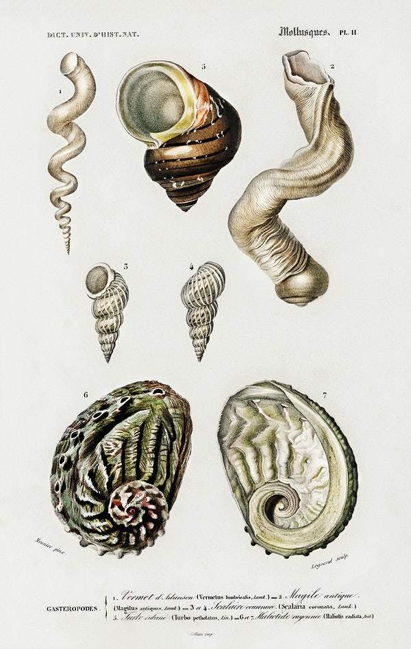 Different types of mollusks illustrated by Charles Dessalines D' Orbigny