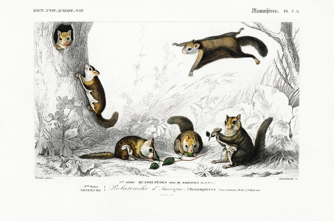 Glaucomys sabrinus (Polatouche D Amerique) illustrated by Charles Dessalines D' Orbigny