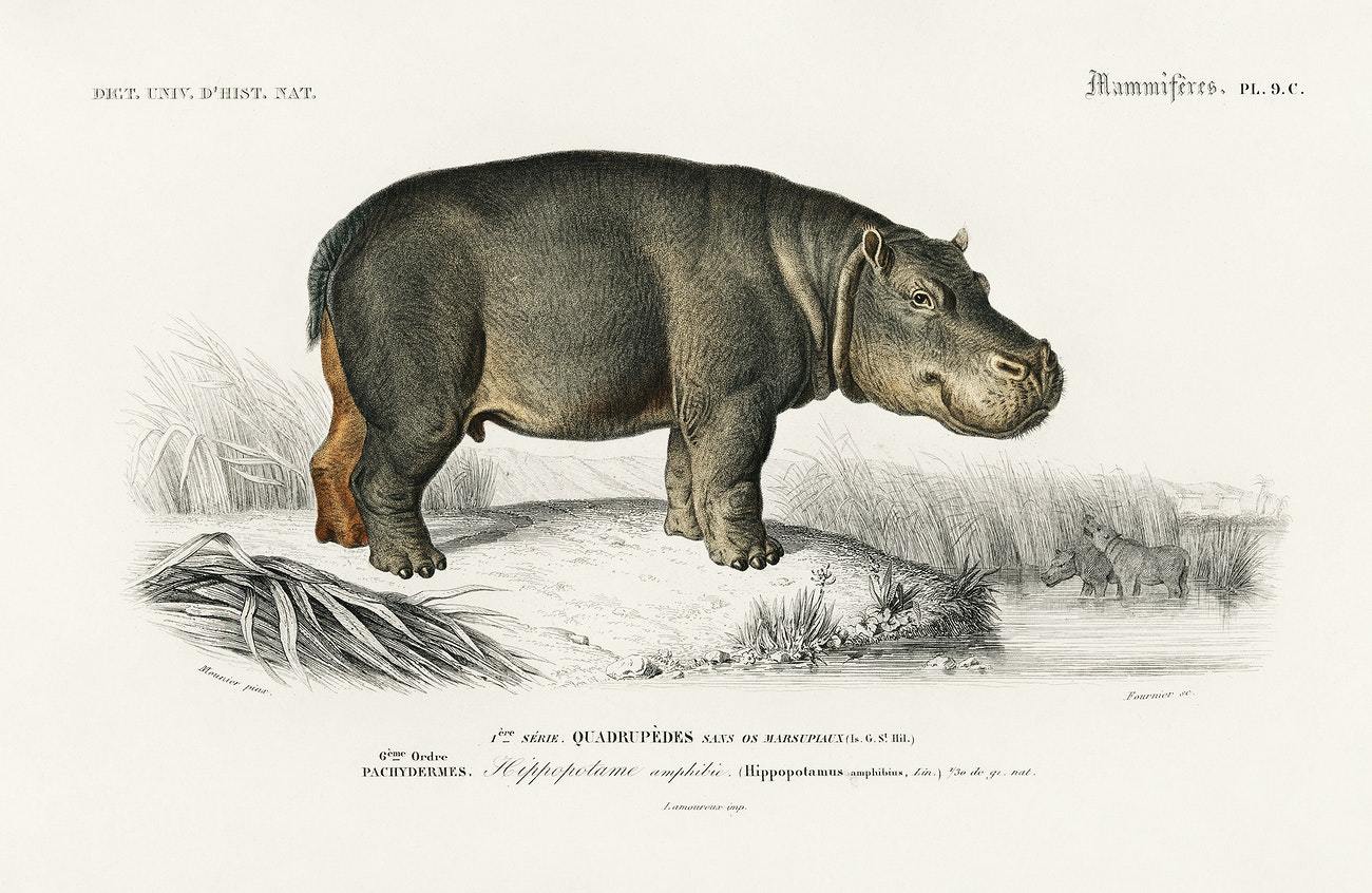 Hippopotamus illustrated by Charles Dessalines D' Orbigny