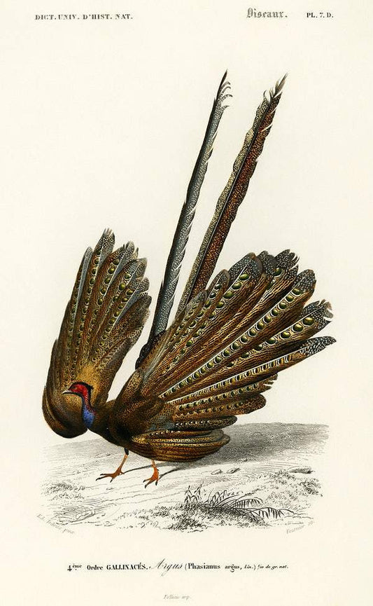 Great argus (Phasianus argus) illustrated by Charles Dessalines D' Orbigny