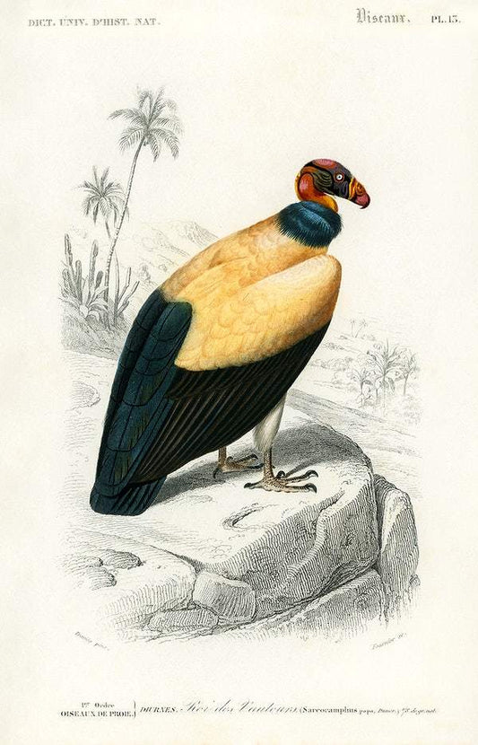 King vulture (Sarcoramphus papa) illustrated by Charles Dessalines D' Orbigny