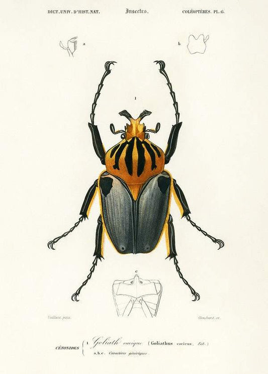 Goliathus cacicus illustrated by Charles Dessalines D' Orbigny