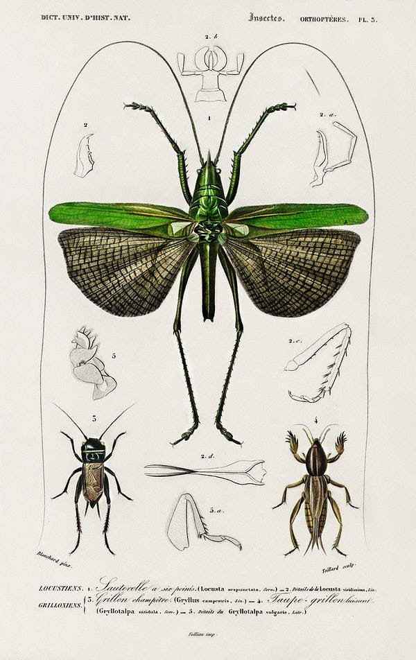 Grasshopper of six points (Locusta sexpunctata) illustrated by Charles Dessalines D' Orbigny