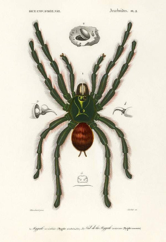 Pinktoe tarantula (Mygalomorphae) illustrated by Charles Dessalines D' Orbigny