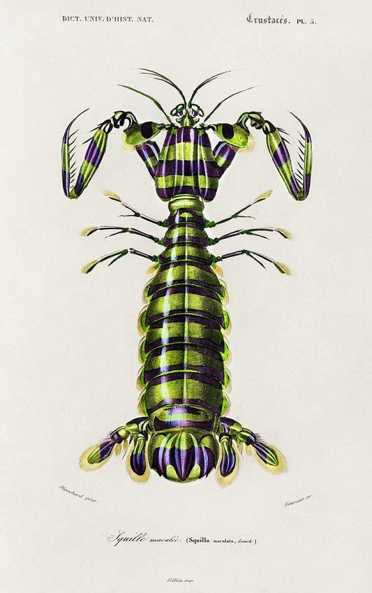 Giant mantis shrimp (Squilla Maculata) illustrated by Charles Dessalines D' Orbigny