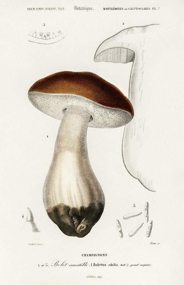 Penny bun (Boletus edulis) illustrated by Charles Dessalines D' Orbigny