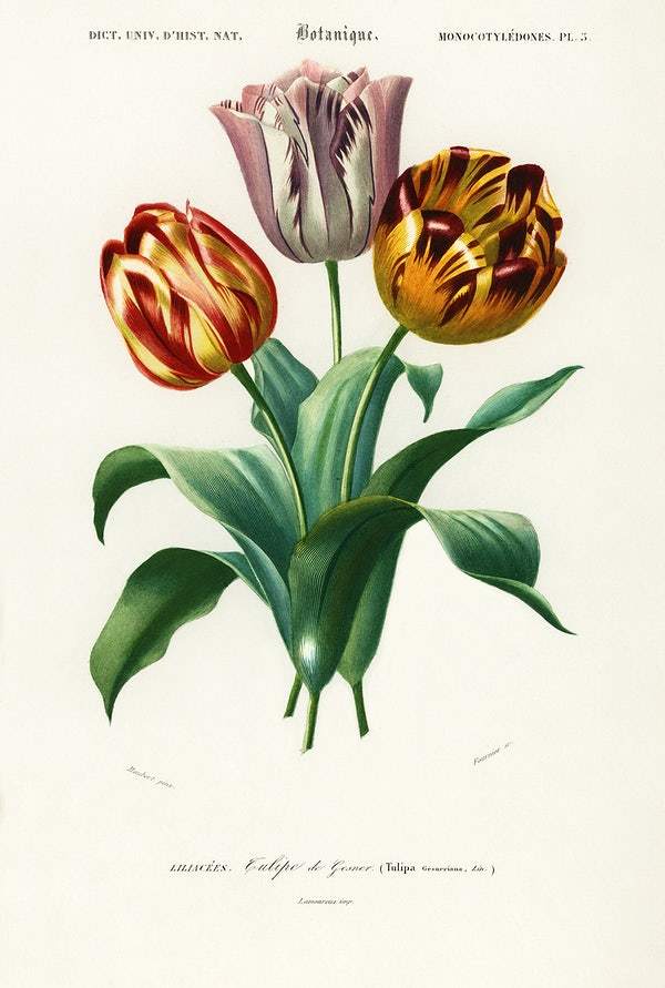 Didier's tulip (Tulipa gesneriana) illustrated by Charles Dessalines D' Orbigny