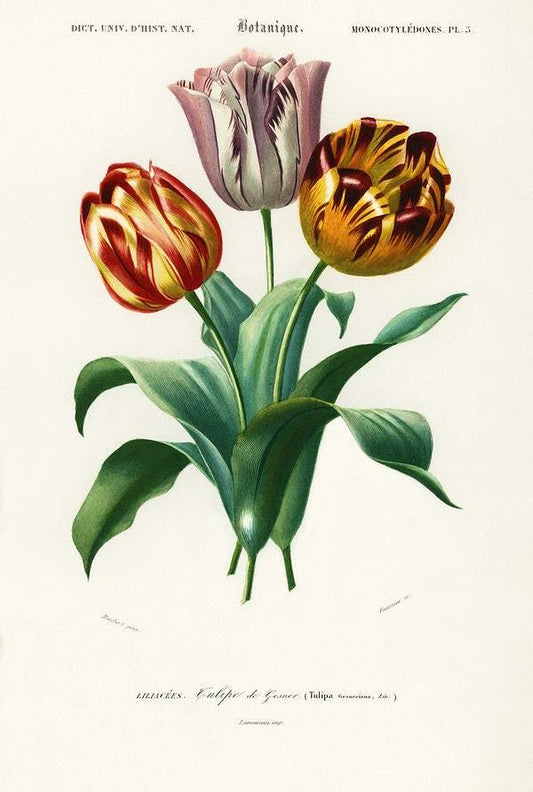 Didier's tulip (Tulipa gesneriana) illustrated by Charles Dessalines D' Orbigny