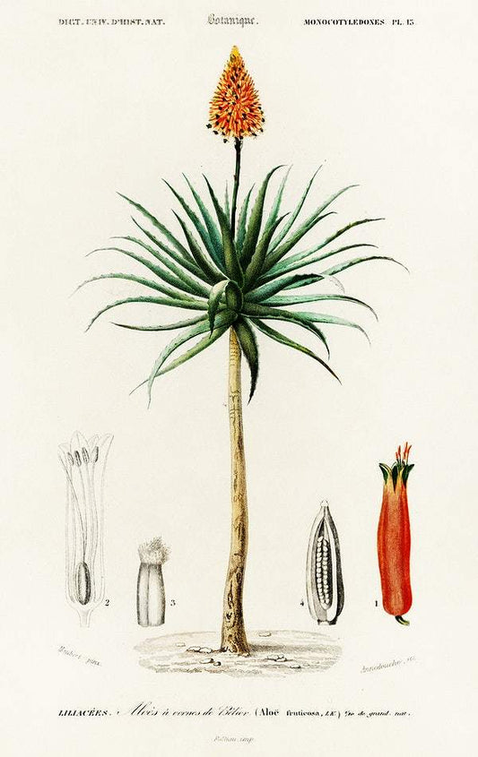 Candelabra aloe (aloe fruticosa) illustrated by Charles Dessalines D' Orbigny