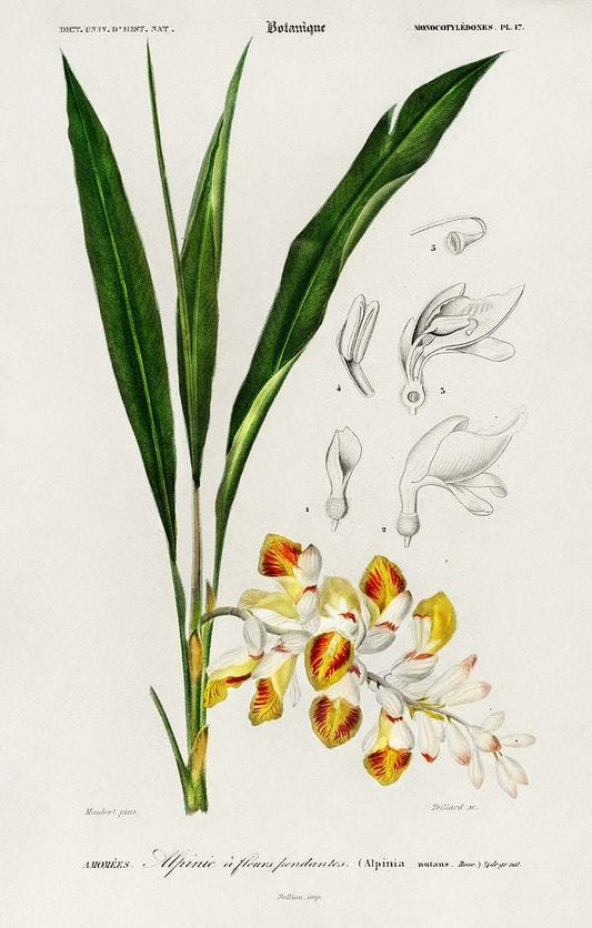 Dwarf cardamom (Alpinia nutans) illustrated by Charles Dessalines D' Orbigny