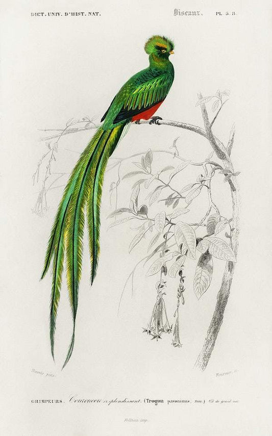 Pavonine quetzal (Pharomachrus pavoninus) illustrated by Charles Dessalines D' Orbigny