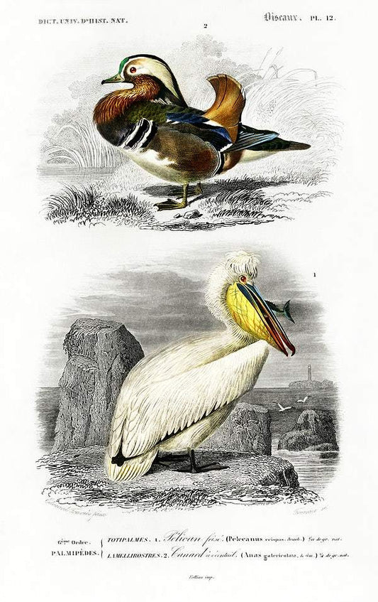 Different types of birds illustrated by Charles Dessalines D' Orbigny