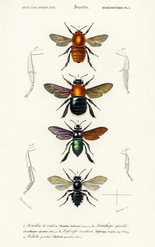 Different types of insects illustrated by Charles Dessalines D' Orbigny