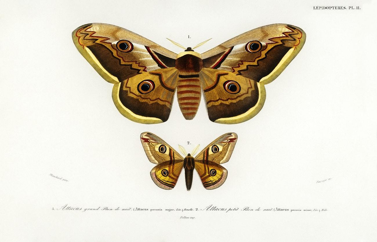 Emporor moths illustrated by Charles Dessalines D' Orbigny