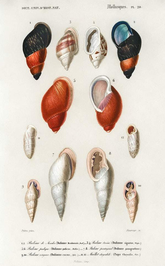 Different types of mollusks illustrated by Charles Dessalines D' Orbigny