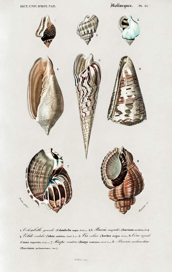 Different types of mollusks illustrated by Charles Dessalines D' Orbigny