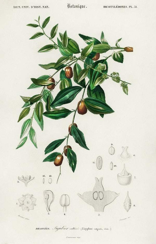 ujube red date (Ziziphus vulgaris) illustrated by Charles Dessalines D' Orbigny