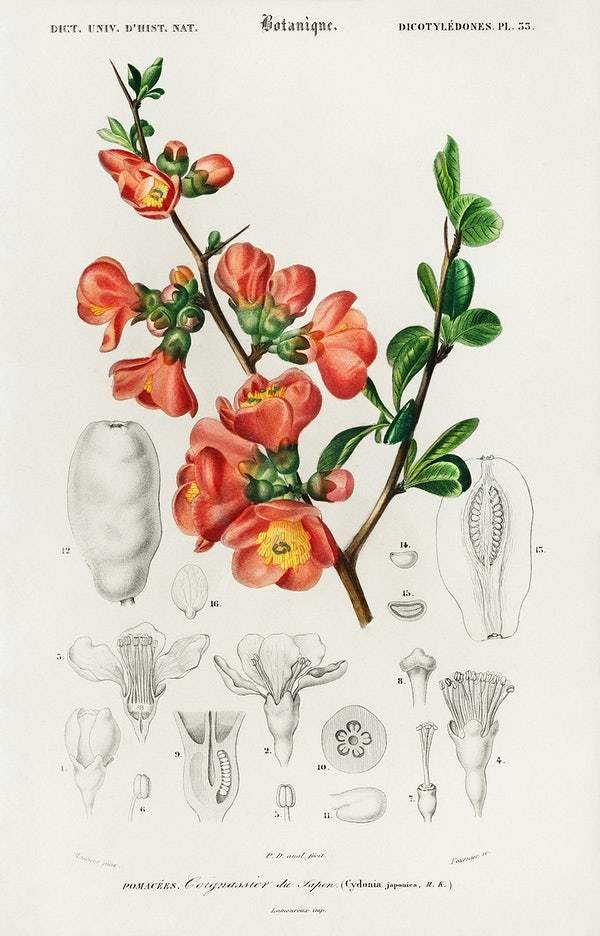 Maule's quince (Cydonia japonica) illustrated by Charles Dessalines D' Orbigny