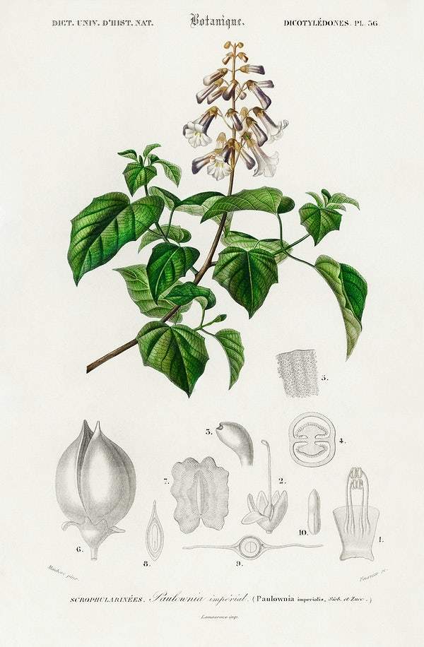 Empress tree (Paulownia imperialis) illustrated by Charles Dessalines D' Orbigny