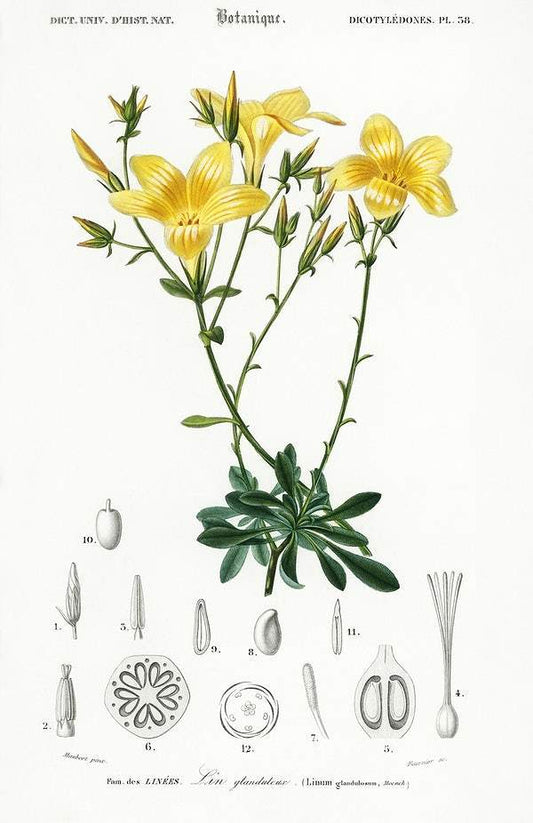 Yellow flax (Linum glandulosum) illustrated by Charles Dessalines D' Orbigny