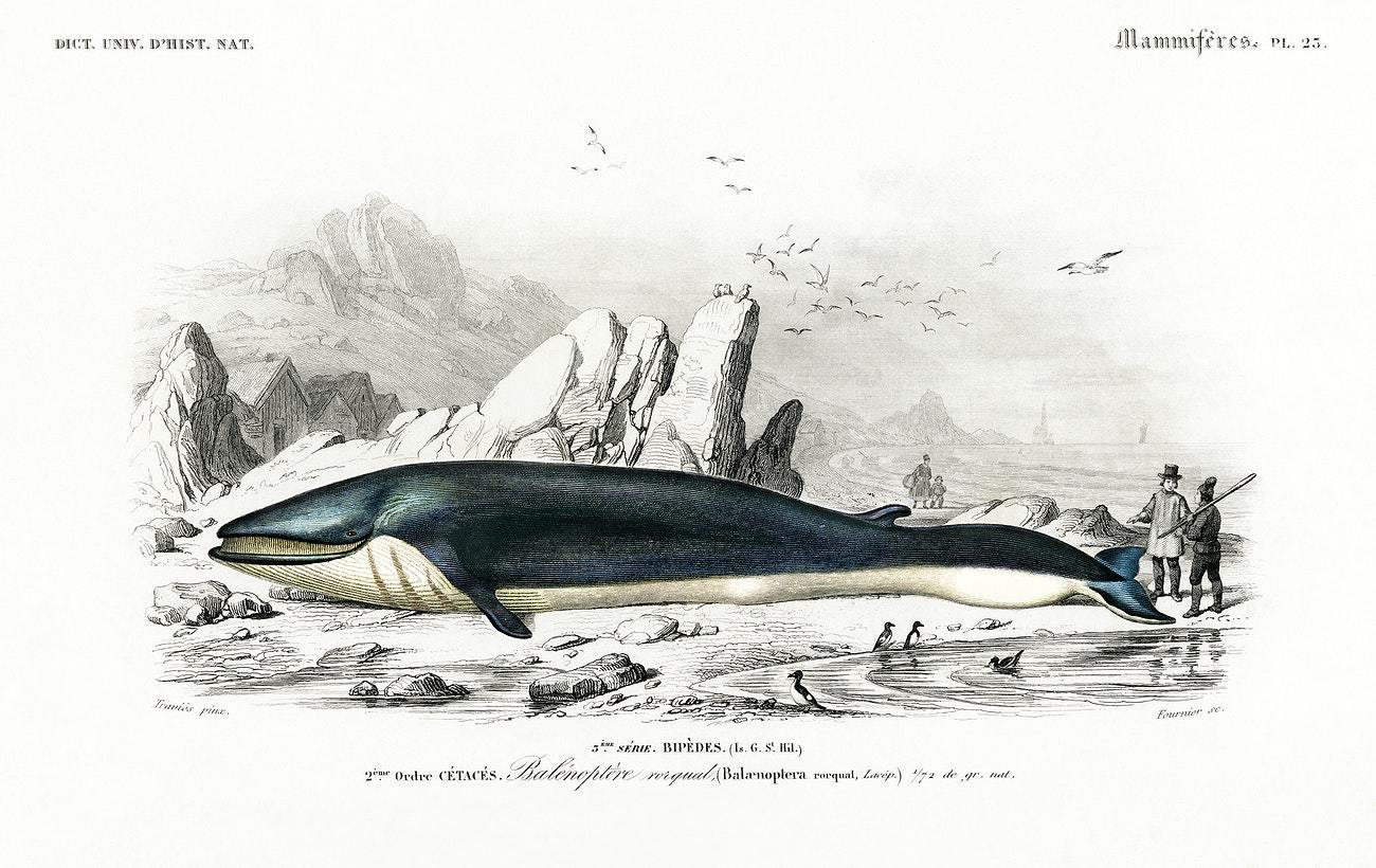 Balaenoptera rorqual illustrated by Charles Dessalines D' Orbigny