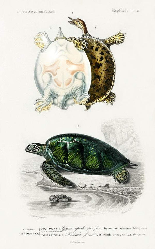 Green Sea Turtle (Chelonia mydus) and Spiny softshell turtle (Gymnopus spiniferus) by Charles Dessalines D' Orbigny