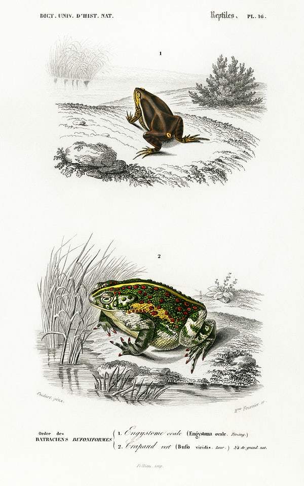 Oval frog (Engystoma ovale) and Green toad (Bufo viridis) by Charles Dessalines D' Orbigny