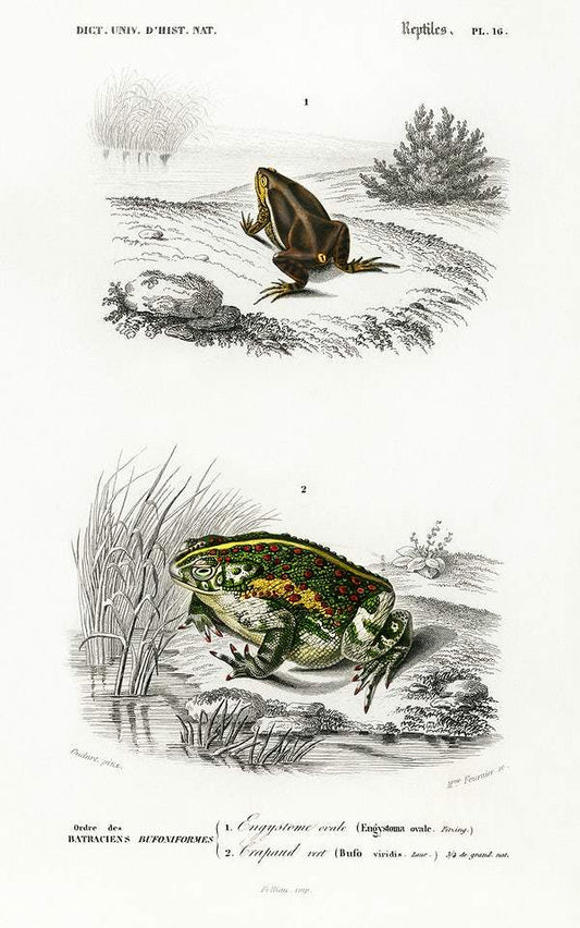 Oval frog (Engystoma ovale) and Green toad (Bufo viridis) by Charles Dessalines D' Orbigny