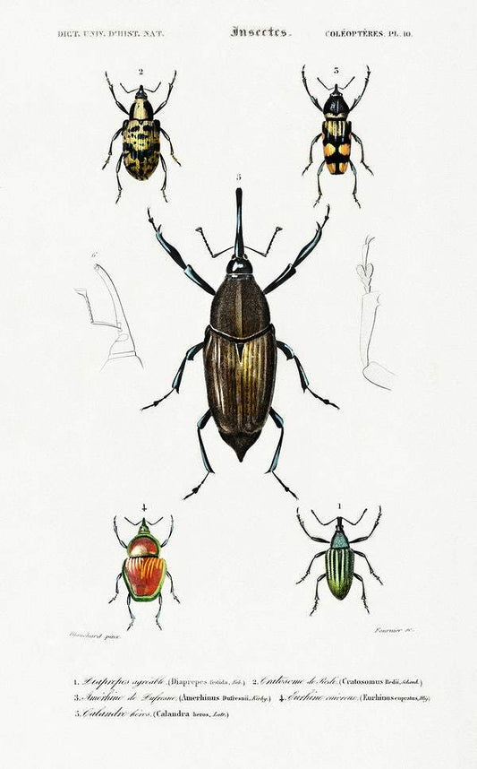 Different types of weevils illustrated by Charles Dessalines D' Orbigny