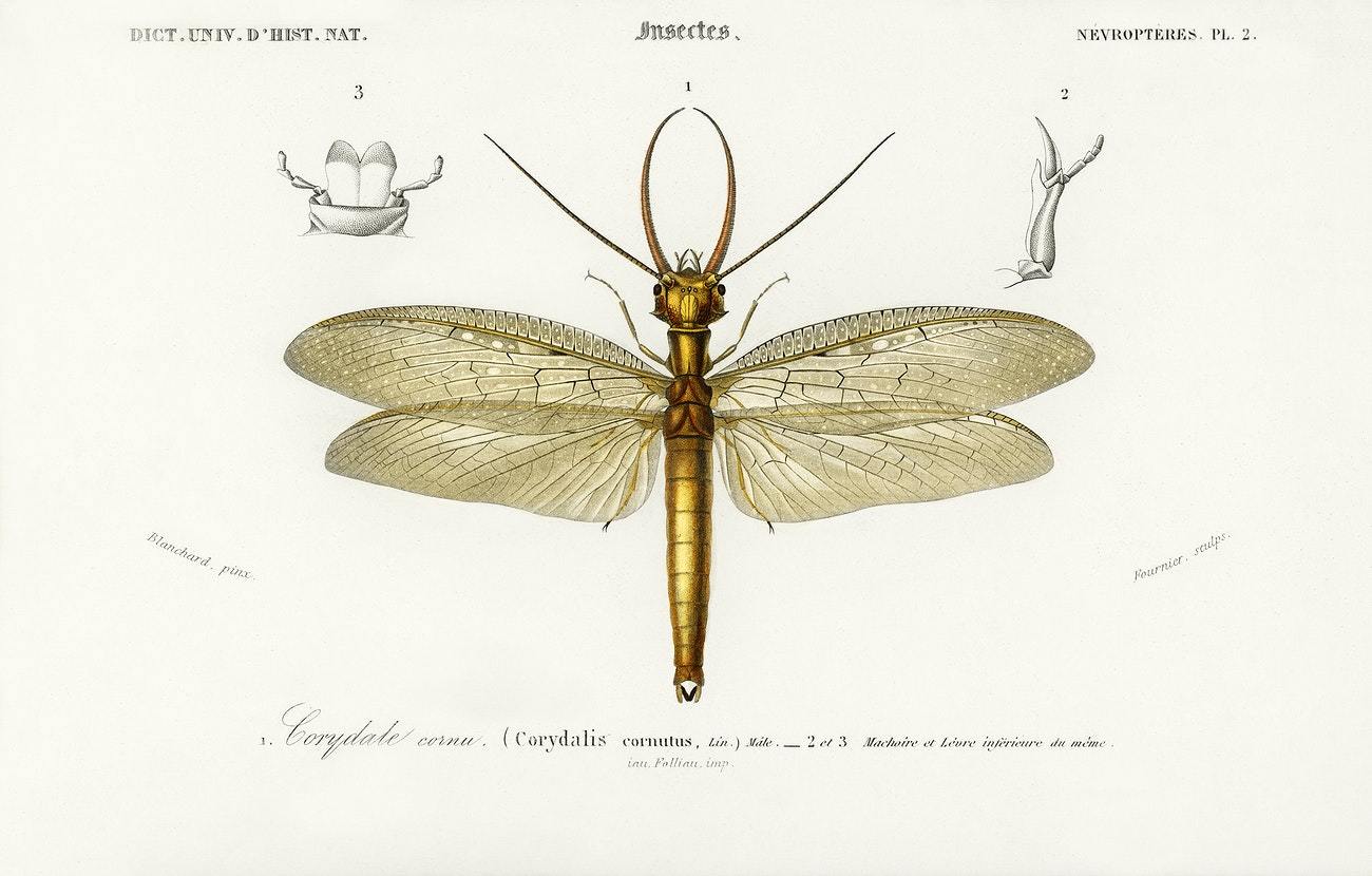 Eastern dobsonfly (Corydalus cornutus) illustrated by Charles Dessalines D' Orbigny