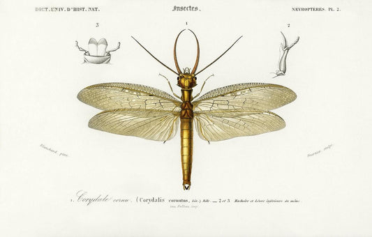 Eastern dobsonfly (Corydalus cornutus) illustrated by Charles Dessalines D' Orbigny