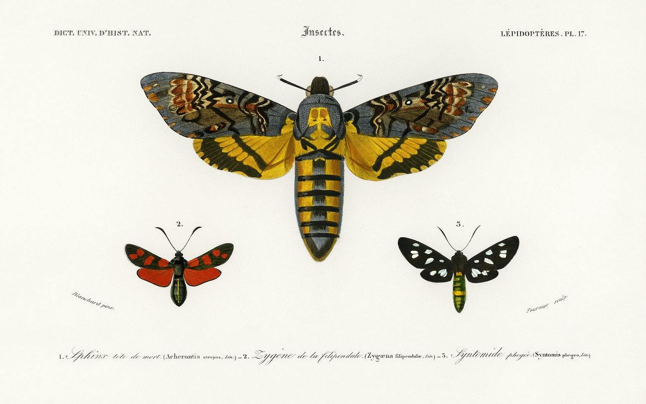 Collection of moths illustrated by Charles Dessalines D' Orbigny