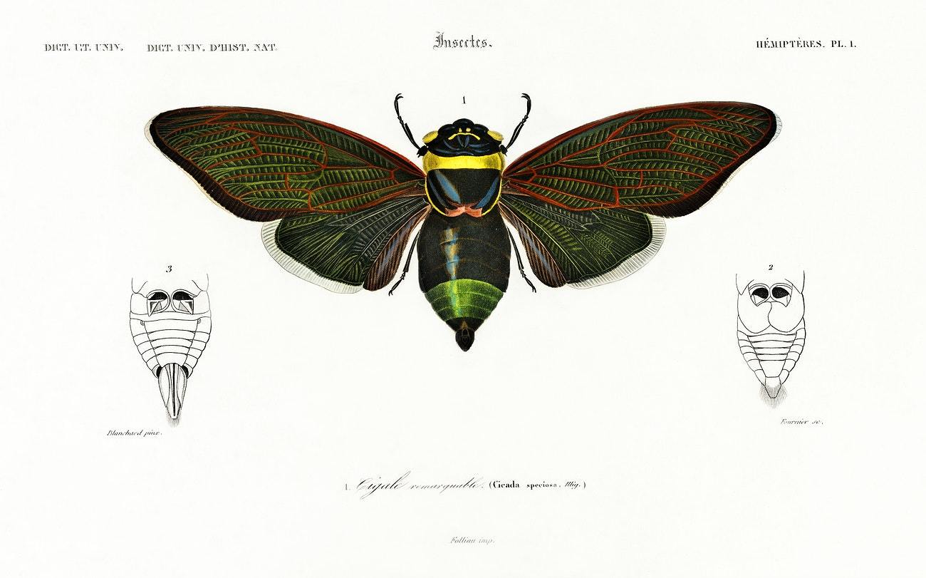 Gian cicuda (Cicada speciosa) illustrated by Charles Dessalines D' Orbigny