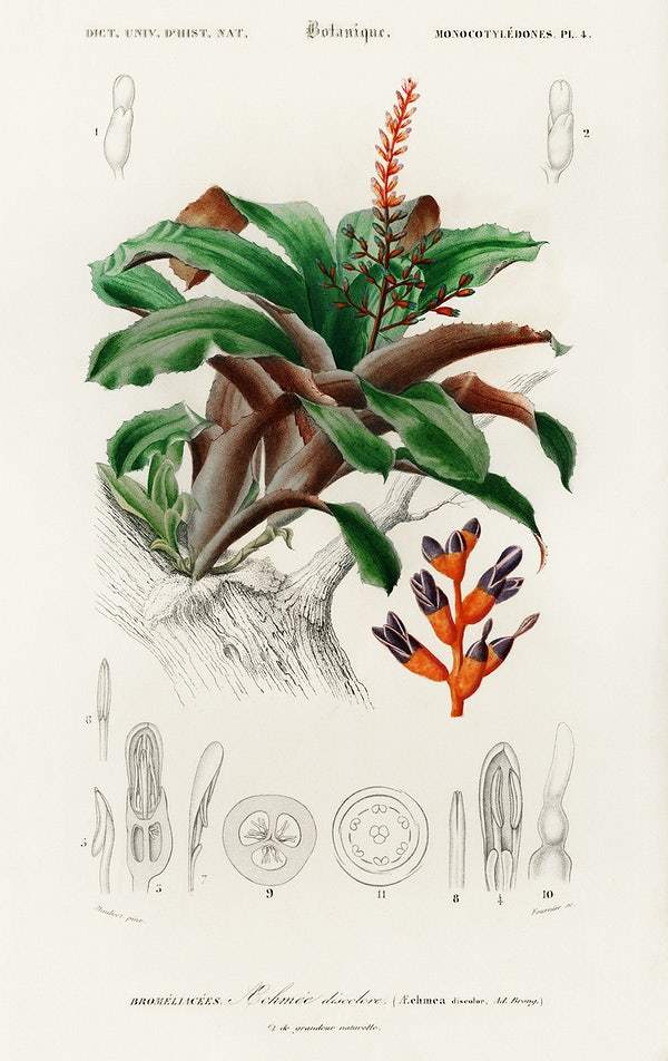 Bromeliad (Aechmea discolor) illustrated by Charles Dessalines D' Orbigny