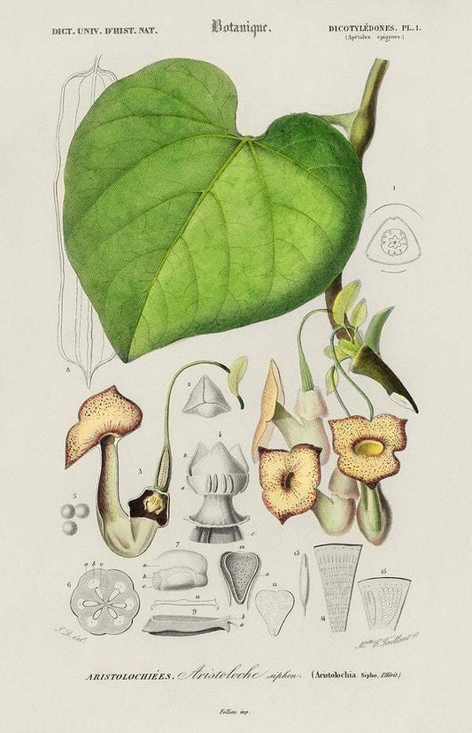 Pipevine (Dutchman's pipe) illustrated by Charles Dessalines D' Orbigny