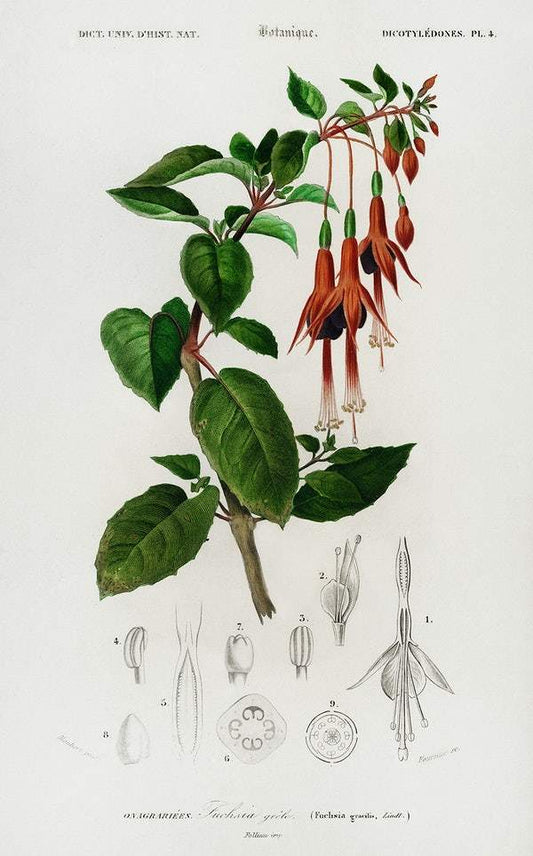 Hummingbird fuchsia (Fuchsia gracilis) illustrated by Charles Dessalines D' Orbigny