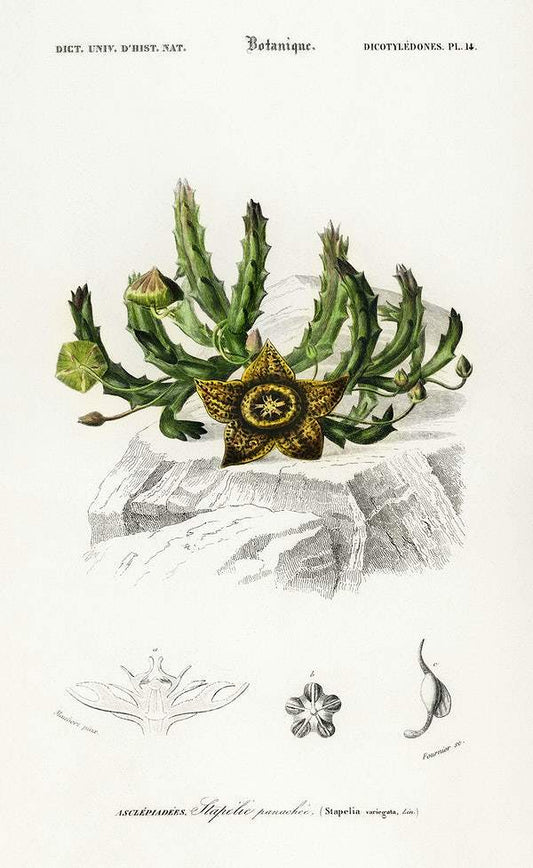 Carrion-flower (Stapelia variegata) illustrated by Charles Dessalines D' Orbigny