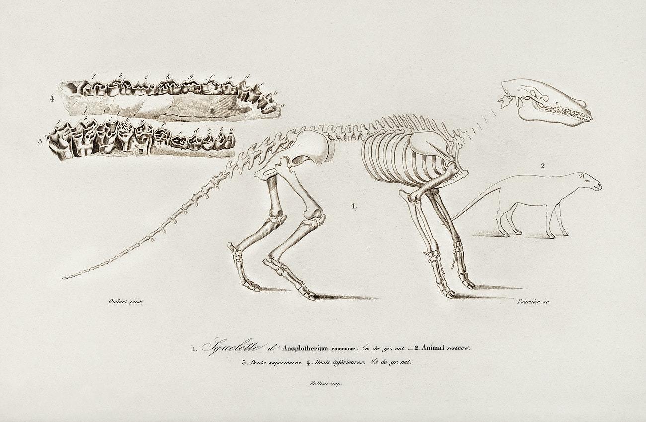 Ungulate (Anoplotherium) illustrated by Charles Dessalines D' Orbigny